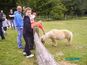 Children looking at small horses in a field